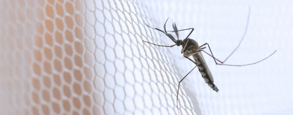 mosquito